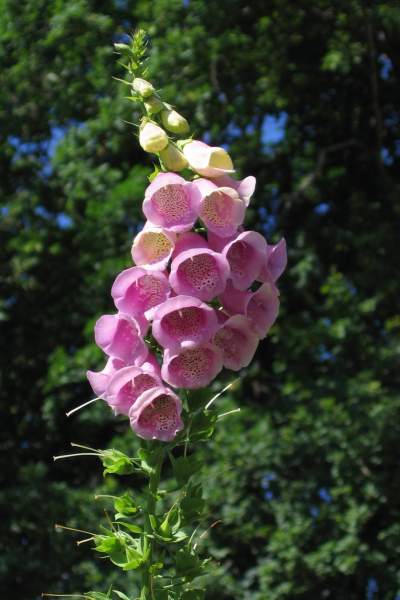 Botanical Garden in Estonia